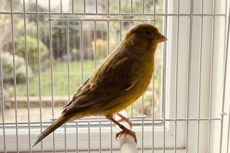 Why Is My Bird Not Singing? Decoding Bird Behavior